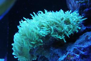 Ventino's reef on July 2, 2019