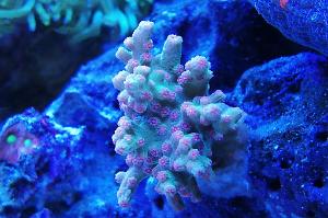 Cyphastrea decadia