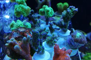 Ventino's reef on Jul 9, 2019
