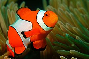 Clown fish Thumbnail