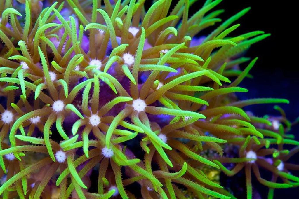 Green Star Polyp / Clavularia viridis 1850