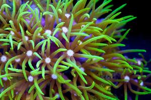 Green star polyp Thumbnail