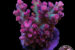 Strawberry shortcake acropora Thumbnail