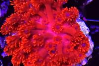 Goniopora Thumbnail