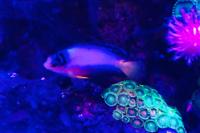 Multicolored Angelfish Thumbnail