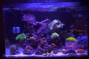 Jasons breeder reef tank Thumbnail