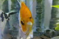 Koi Angel Thumbnail