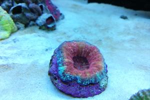 Ventino's reef on Jul 25, 2019