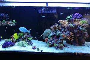 Ventino's reef on Jul 25, 2019