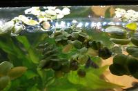 Water Lettuce Thumbnail