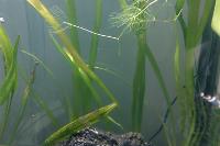 Jungle Val Thumbnail