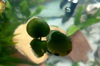 Frogbit Thumbnail
