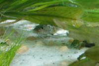 Pictus Catfish Thumbnail