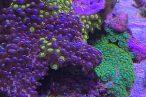 Reefer 170 Thumbnail