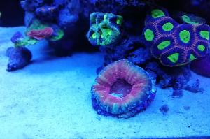 Ventino's reef on Jul 29, 2019