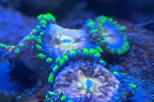 Zoanthid Thumbnail