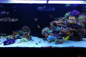 Ventino's reef on Aug 12, 2019