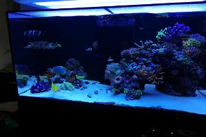 Ventino's reef on Aug 12, 2019