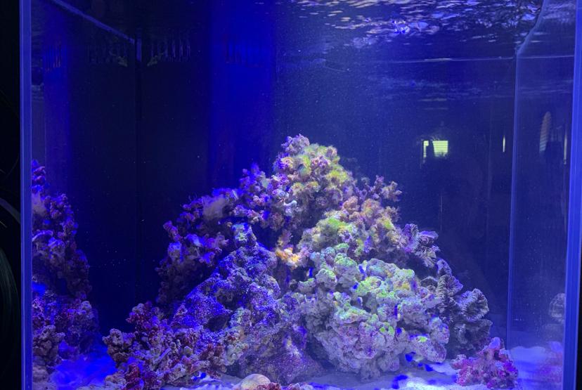 Mini Reef 90 on Aug 18, 2019