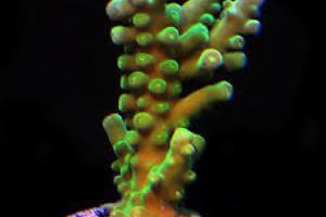Frog skin acropora Thumbnail