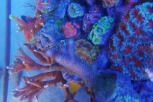 Ventino's reef on Aug 24, 2019