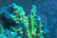 Family Reef on Aug 30, 2019