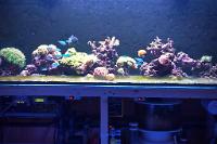 My Aquarium on September 7, 2019