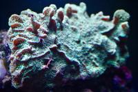 Lettuce Coral