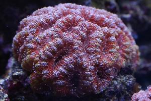 Lordhowensis Coral