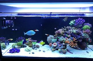 Ventino's reef on Sep 12, 2019