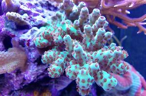 Ventino's reef on Sep 19, 2019