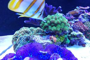 Ventino's reef on Sep 19, 2019