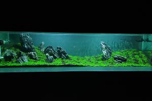 Hanging Meadow Thumbnail