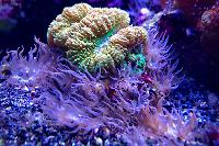 Aiptasia invasion on September 21, 2019