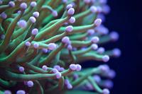 My Reef 600 liters on September 25, 2019
