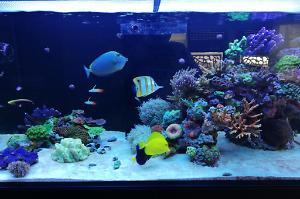 Ventino's reef on Sep 28, 2019