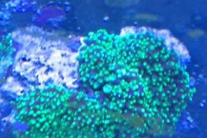 Green Hairy Mushroom Thumbnail