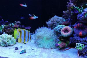 Ventino's reef on Sep 30, 2019