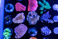 Treasure Corals on October 7, 2019