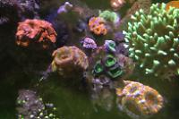 Kush Swapthing Micromussa Thumbnail