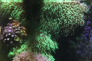 Green Star Polyp Thumbnail