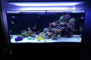 Ventino's reef on Oct 18, 2019