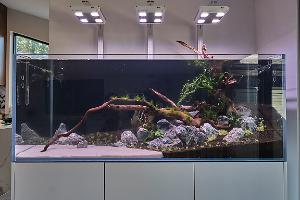 d2's Planted Tank Adventurama on Oct 20, 2019