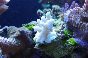 Ventino's reef on Oct 21, 2019
