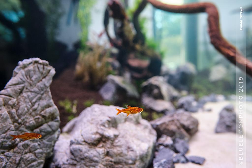 Ember Tetra / Hyphessobrycon amandae 149