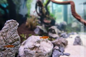 Ember Tetra