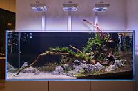 d2's Planted Tank Adventurama on November 3, 2019