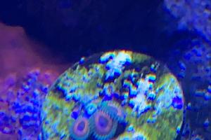 water melon zoanthus Thumbnail