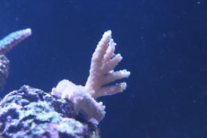 Acropora Coral Thumbnail