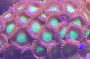 Zoa hulk Thumbnail